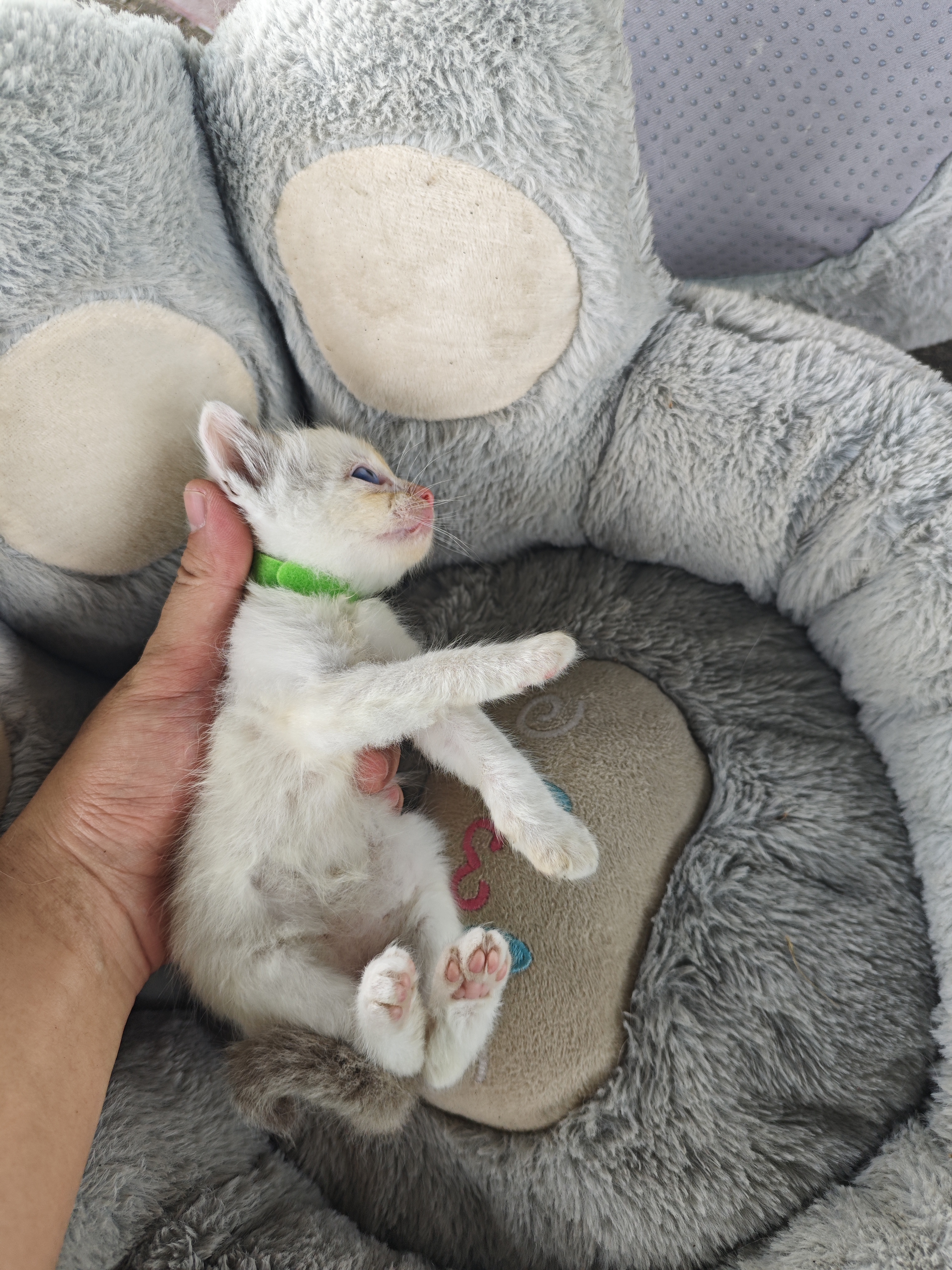 海双布偶妹妹一只，已经打了两针疫苗，活泼可爱，能吃能喝啦～